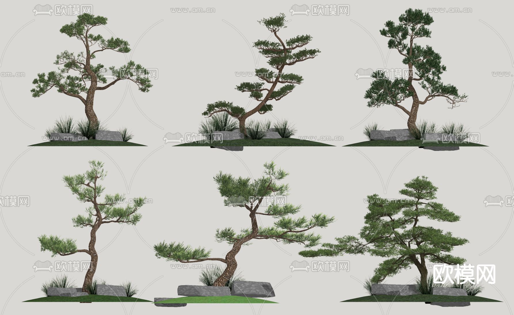 新中式罗汉松 黑松 松树su模型下载