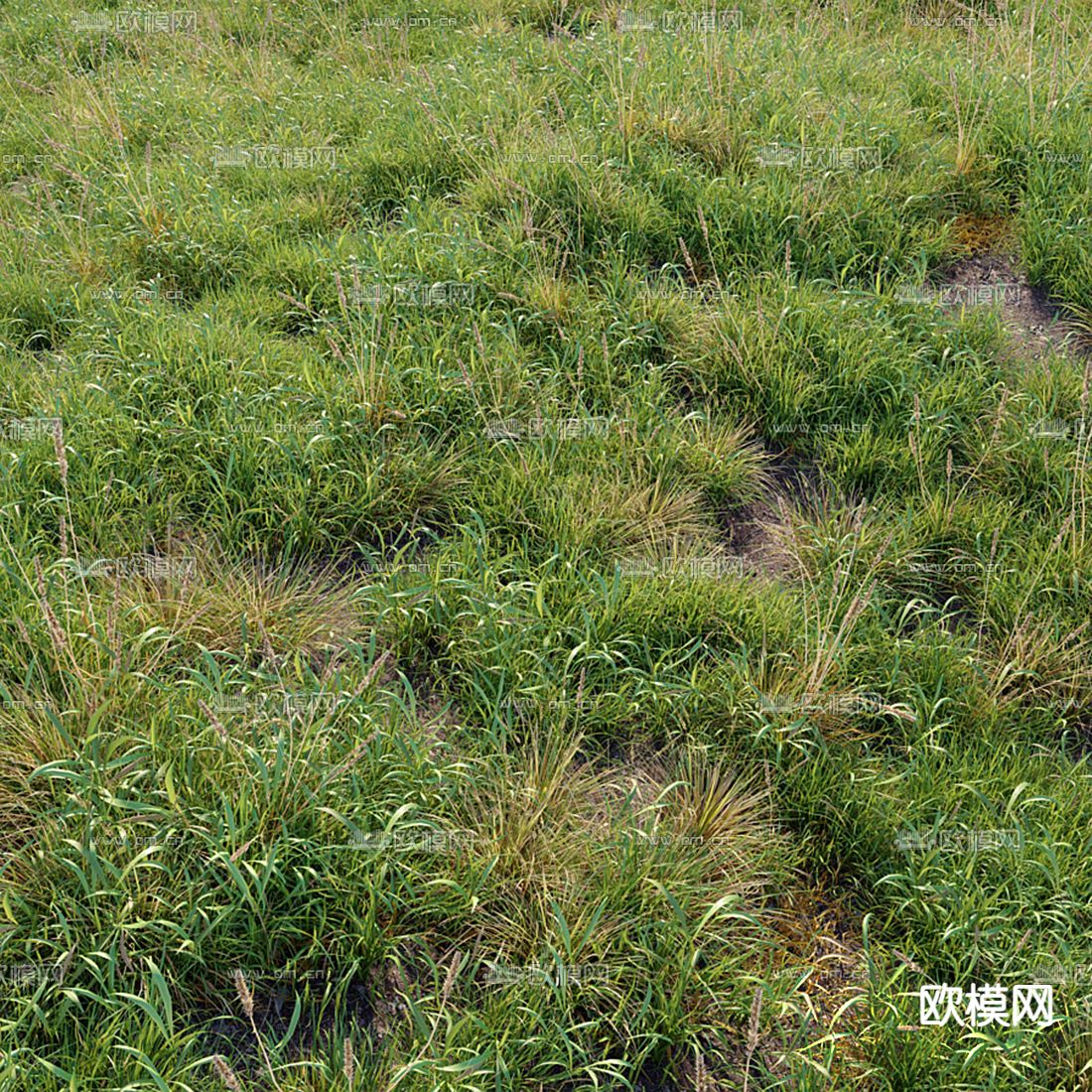 草地 草坪 花草3d模型下载（渲染图2）