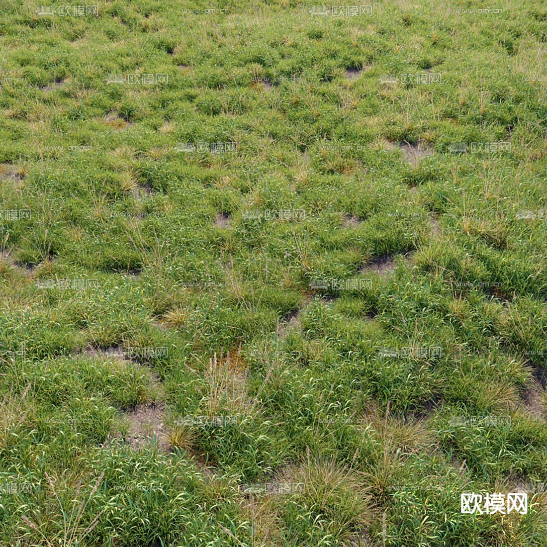 草地 草坪 花草3d模型下载（渲染图1）
