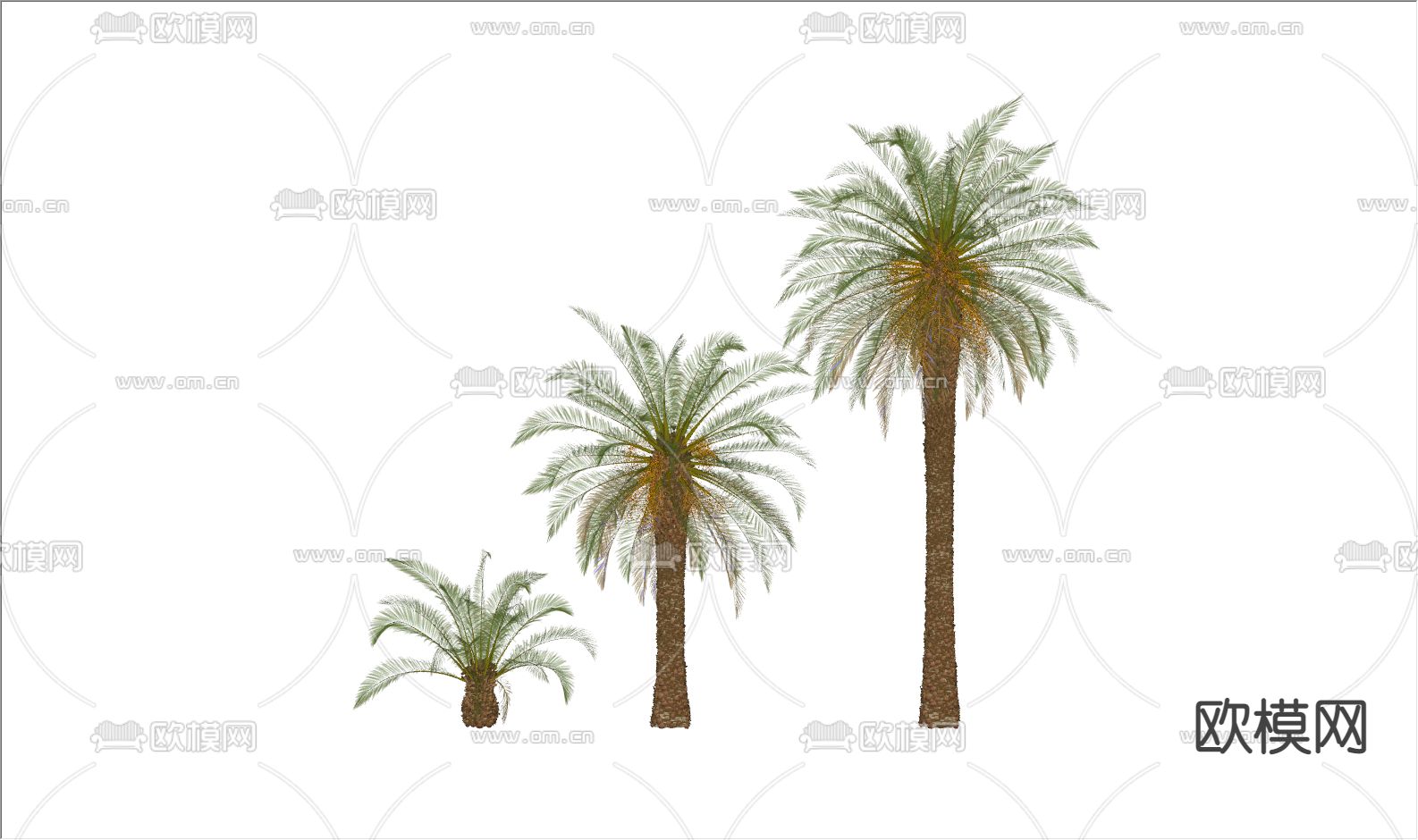 椰子树 棕榈树su模型下载（渲染图2）