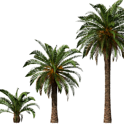  椰子树 棕榈树su模型 