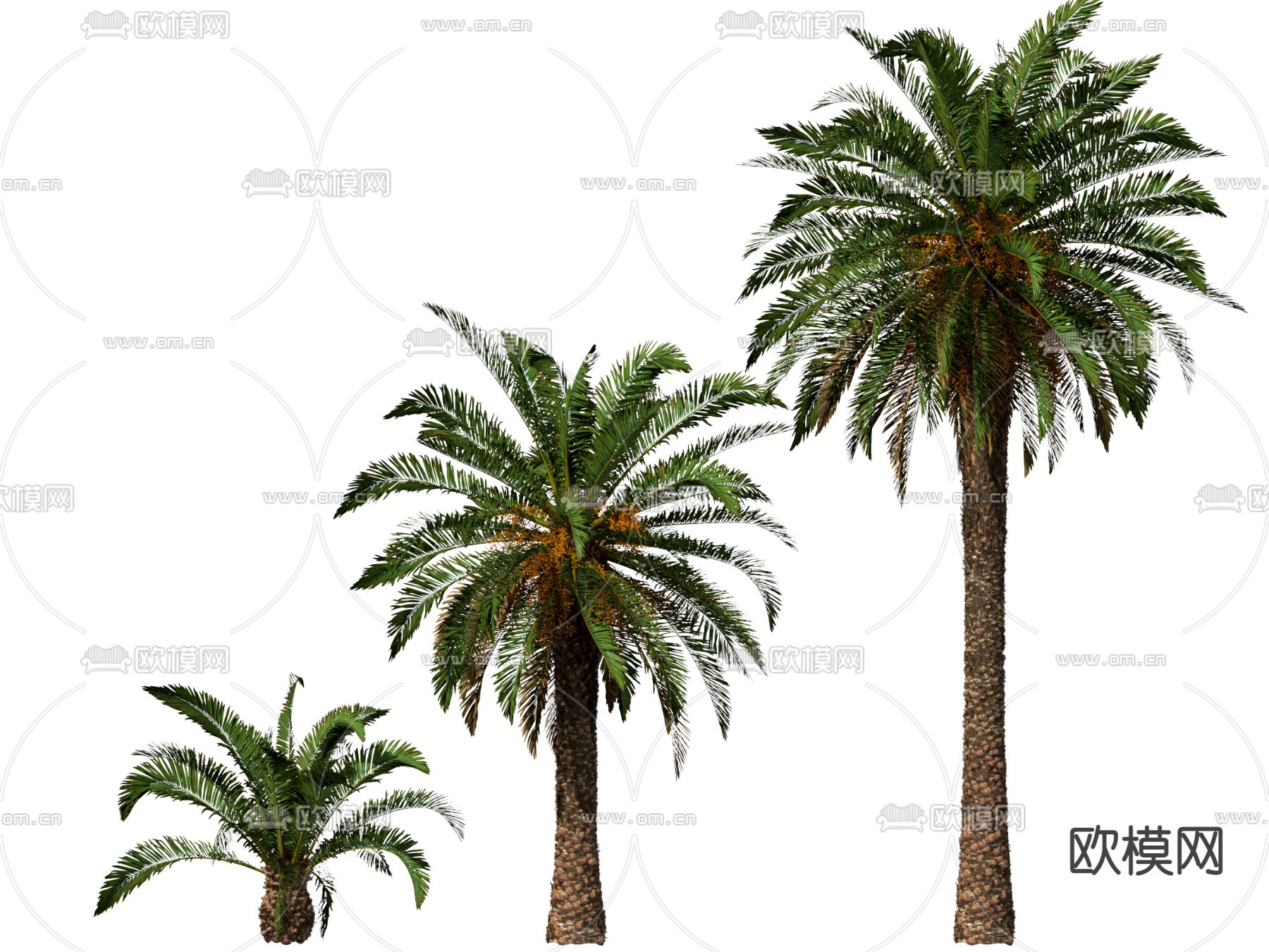 椰子树 棕榈树su模型下载（渲染图1）