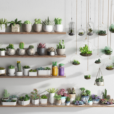  多肉 吊篮 盆栽 仙人球su模型 