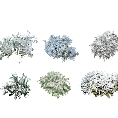  现代景观植物常绿灌木2D组件su模型 