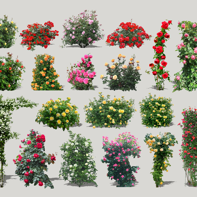  现代蔷薇科花卉植物2d组件su模型 