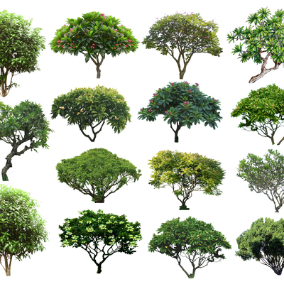  2D鸡蛋花 灌木球 球形灌木su模型 