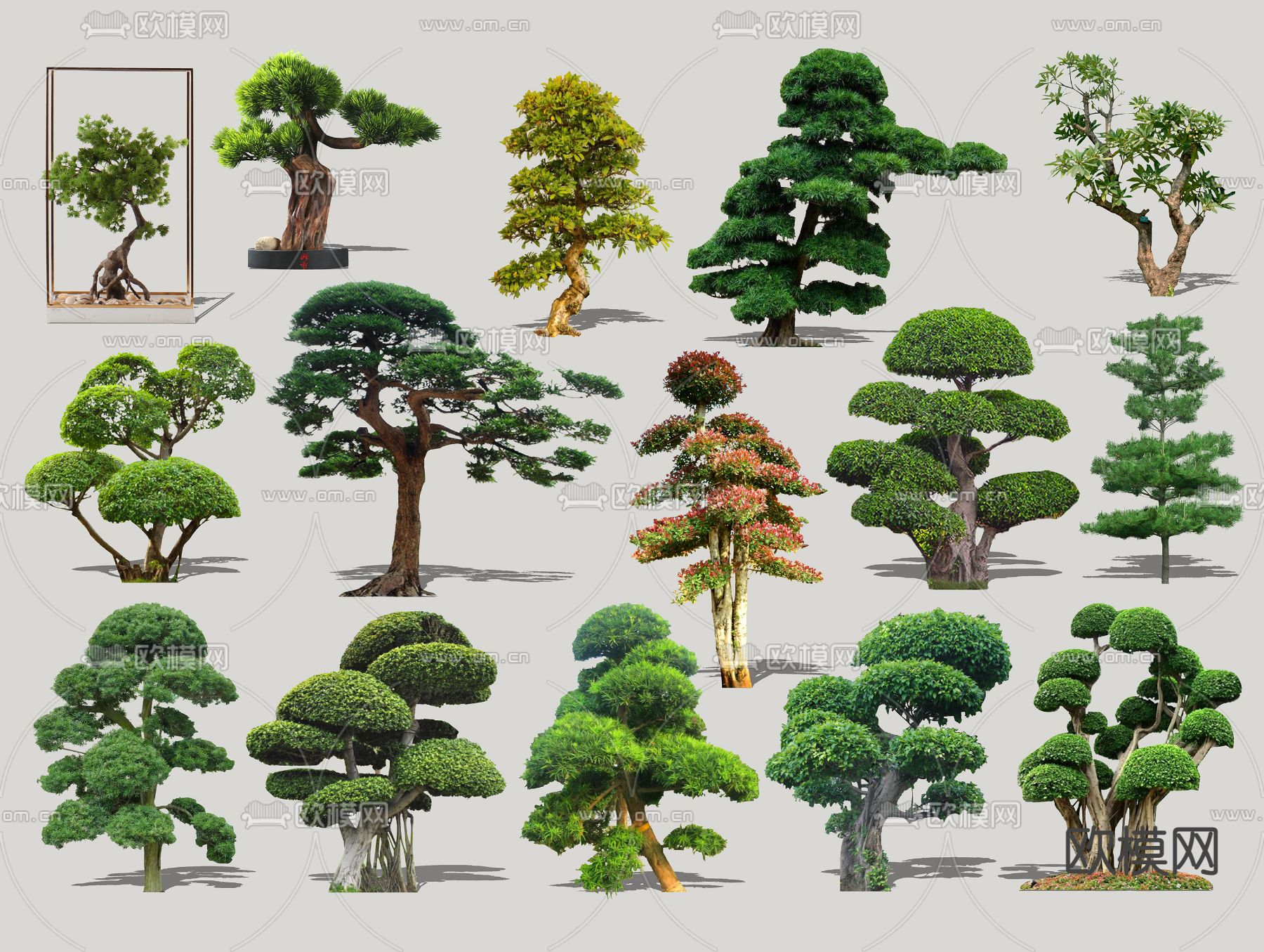 现代造型景观树2d组件su模型下载