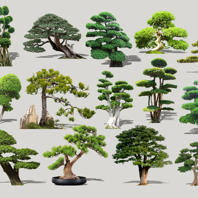  现代造型景观树2d组件su模型 