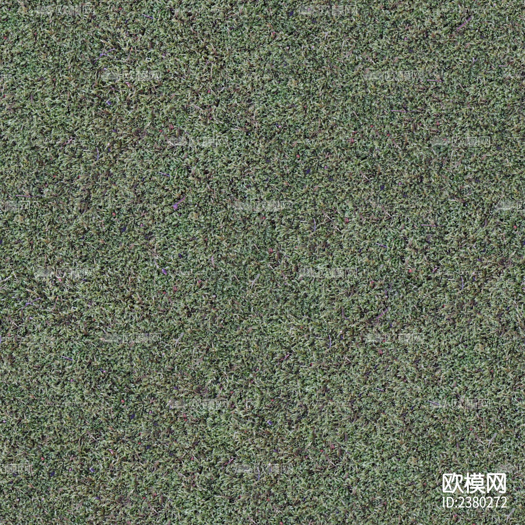 草地 草坪 草皮下载