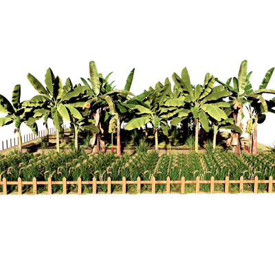 现代香蕉树 芭蕉树 菜园su模型