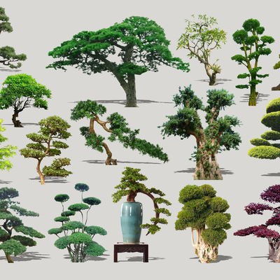  现代造型景观树2d组件su模型 