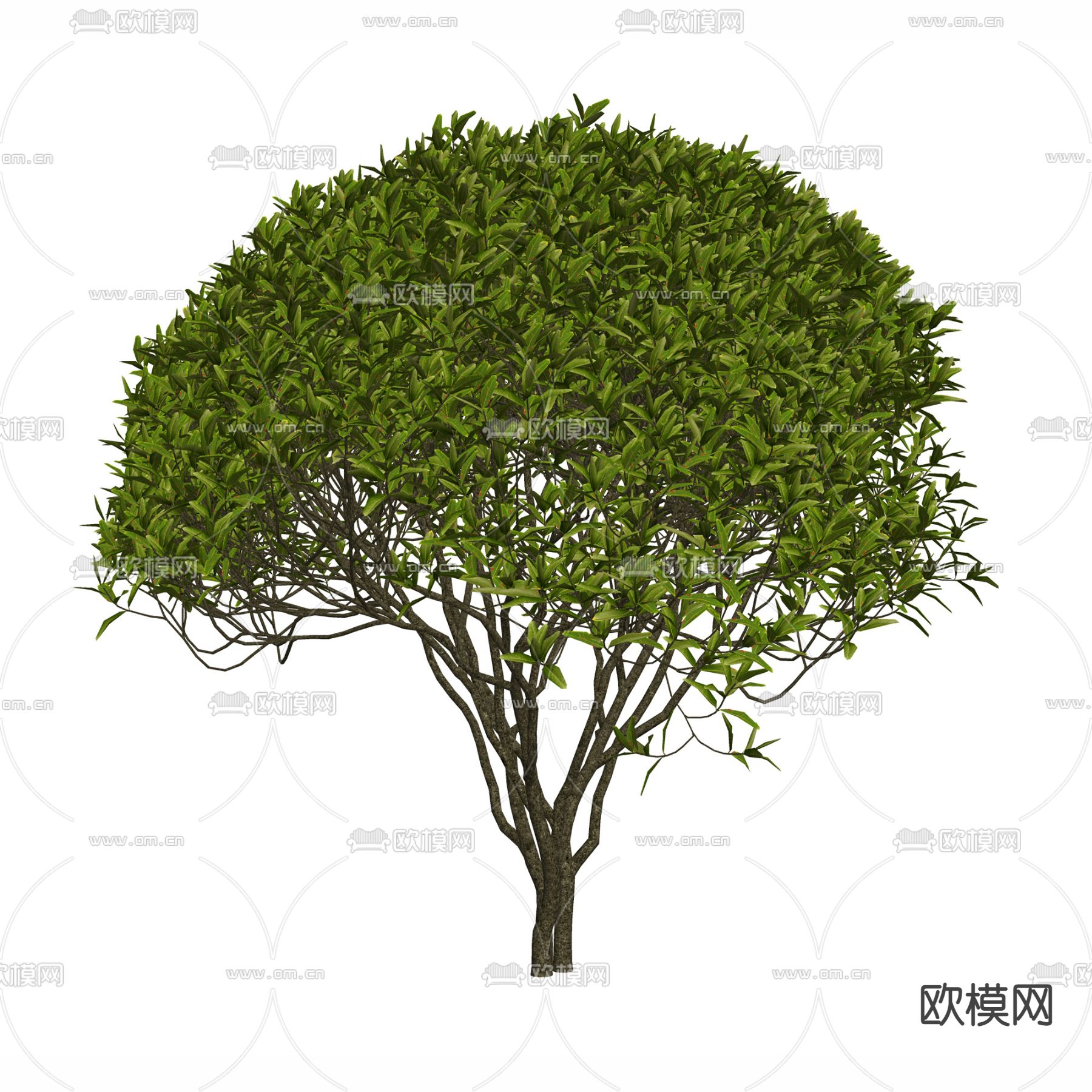 现代景观树 大树 行道树su模型