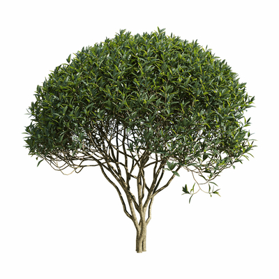 现代景观树 大树 行道树su模型