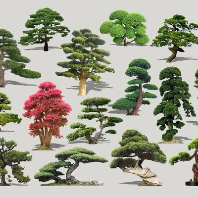  现代造型景观树2d组件su模型 