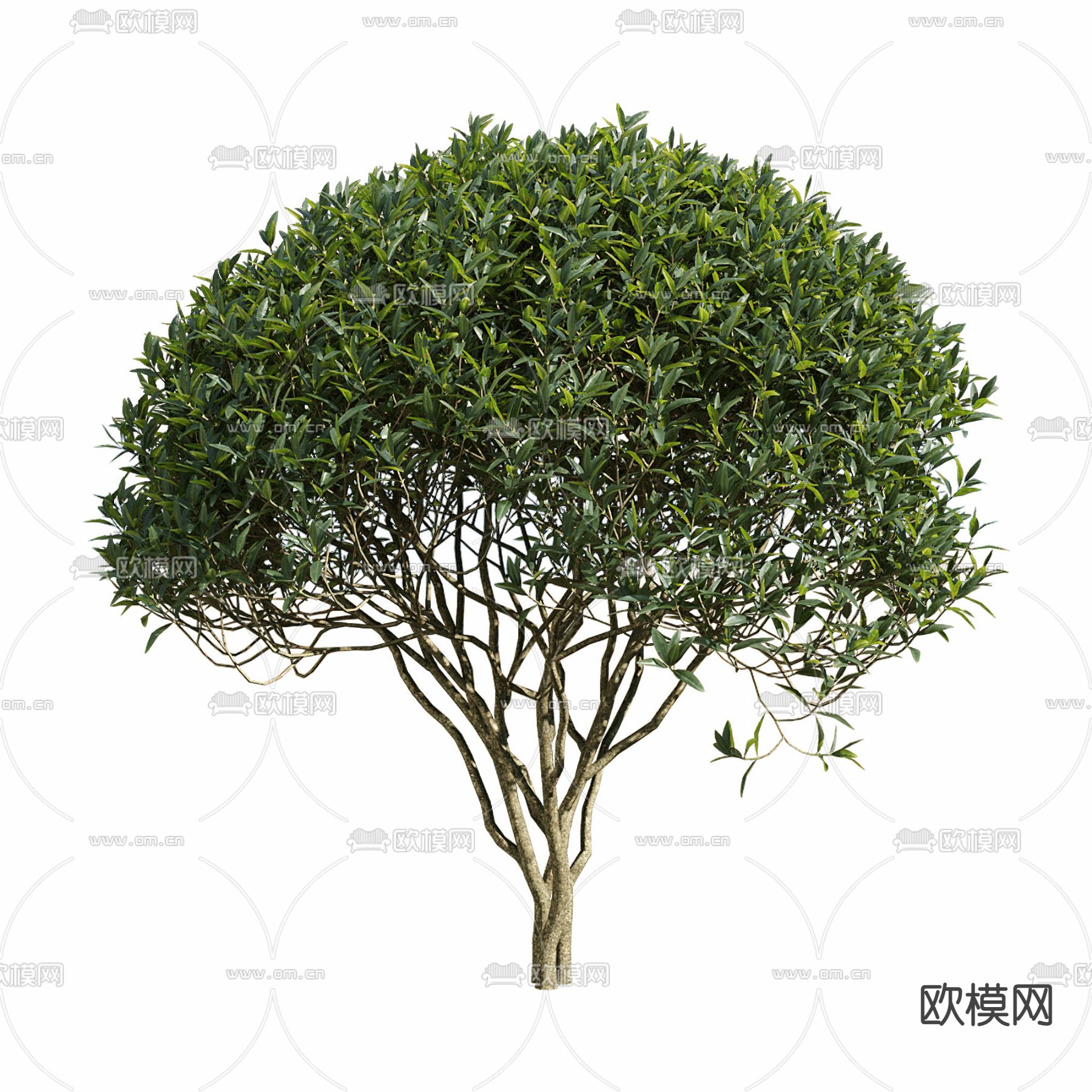 现代景观树 大树 行道树su模型