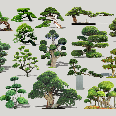  现代造型景观树2d组件su模型 