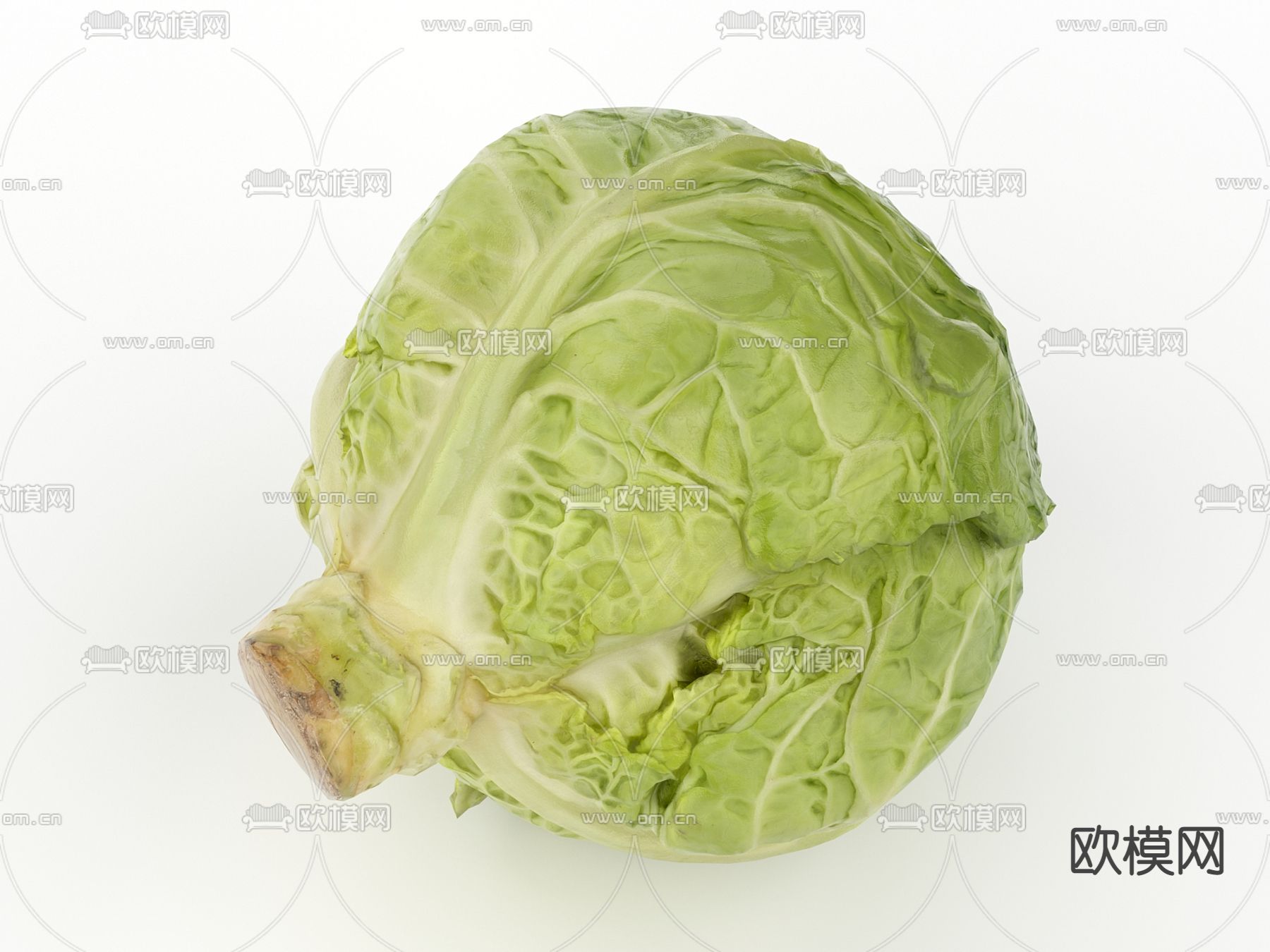 卷心菜 圆白菜su模型下载（渲染图1）