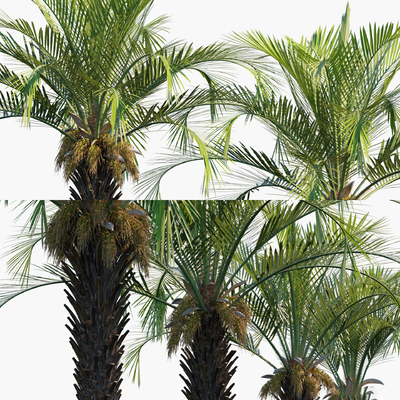 热带椰子树 棕榈树su模型 
