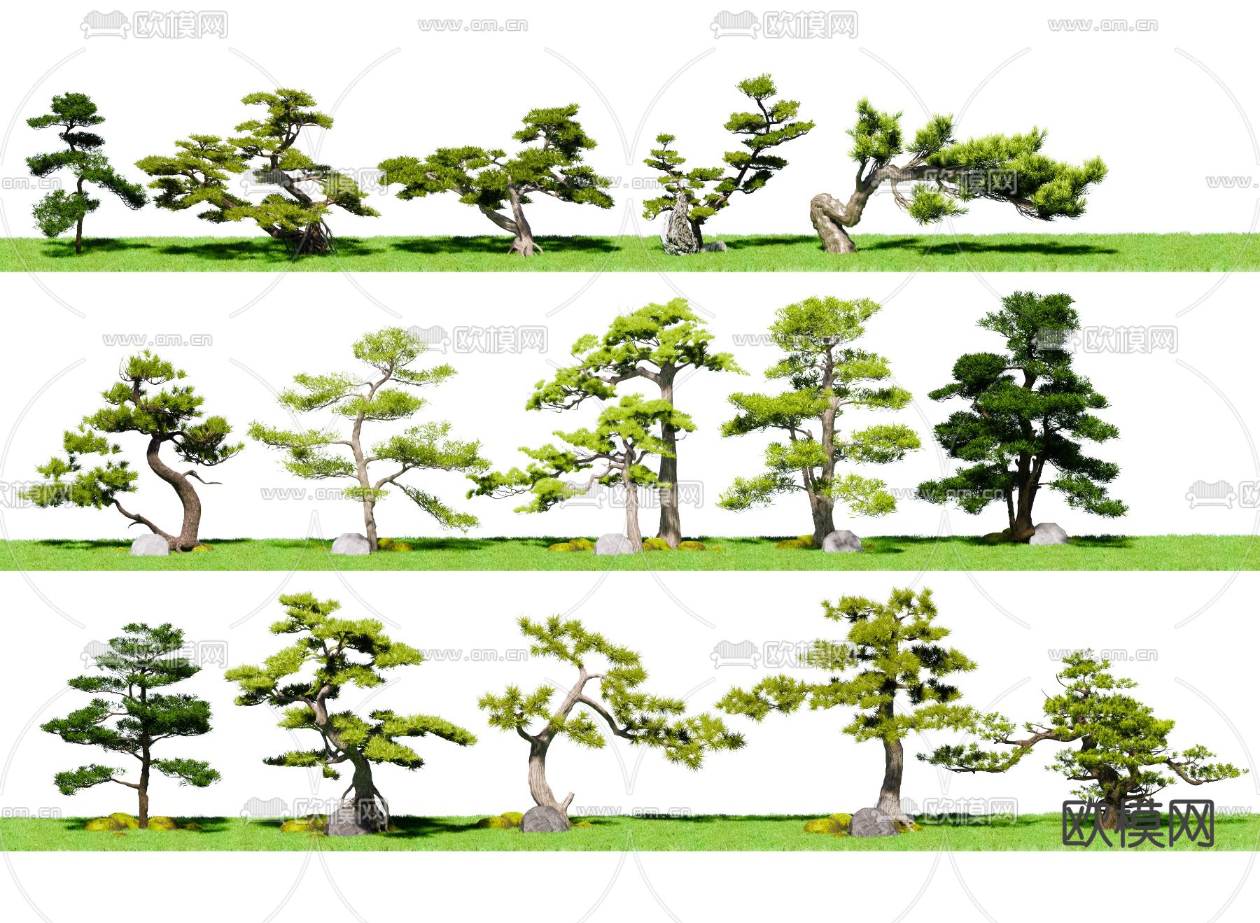 松树 景观树 树木su模型下载（渲染图1）