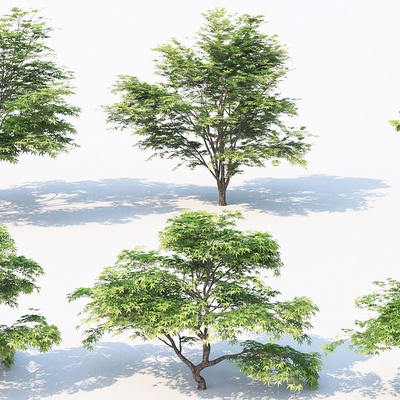  现代鸡爪槭 枫树 乔木su模型 