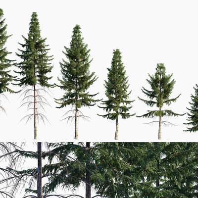  现代铁杉针叶树 乔木su模型 