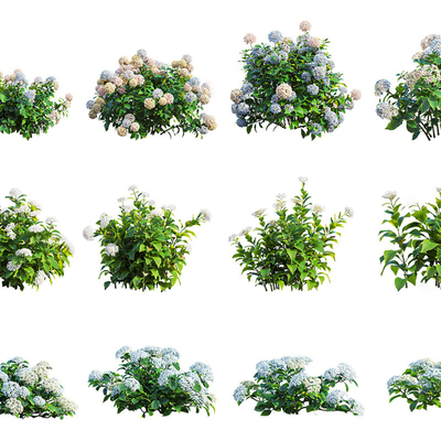  绣球花 灌木su模型 