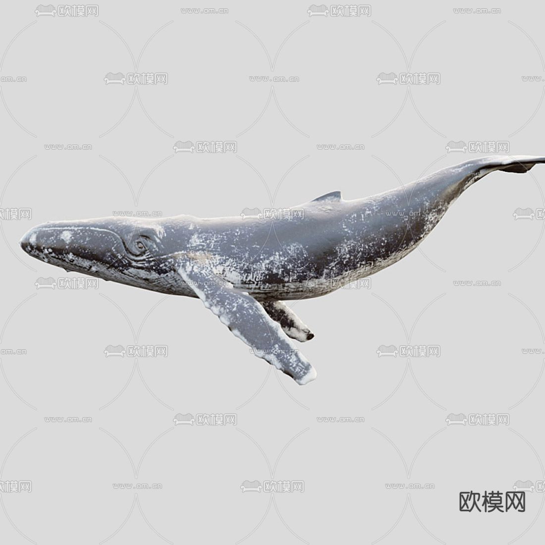 蓝鲸3d模型下载（渲染图1）