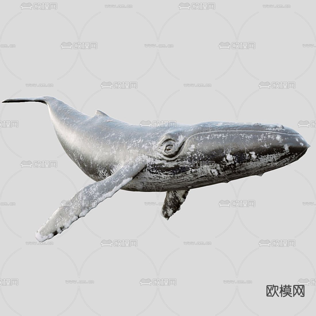 蓝鲸3d模型下载（渲染图2）