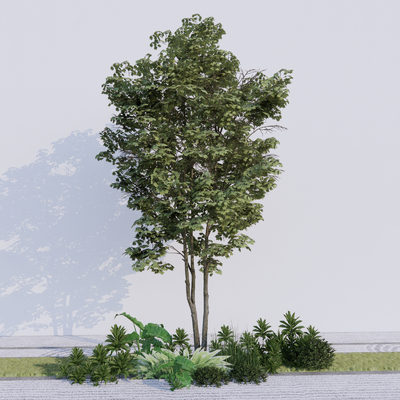  景观树 树木 大树su模型 
