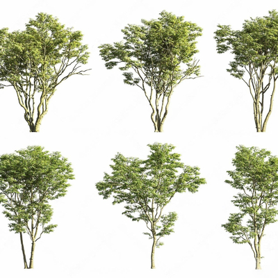  现代鸡爪槭 枫树su模型 