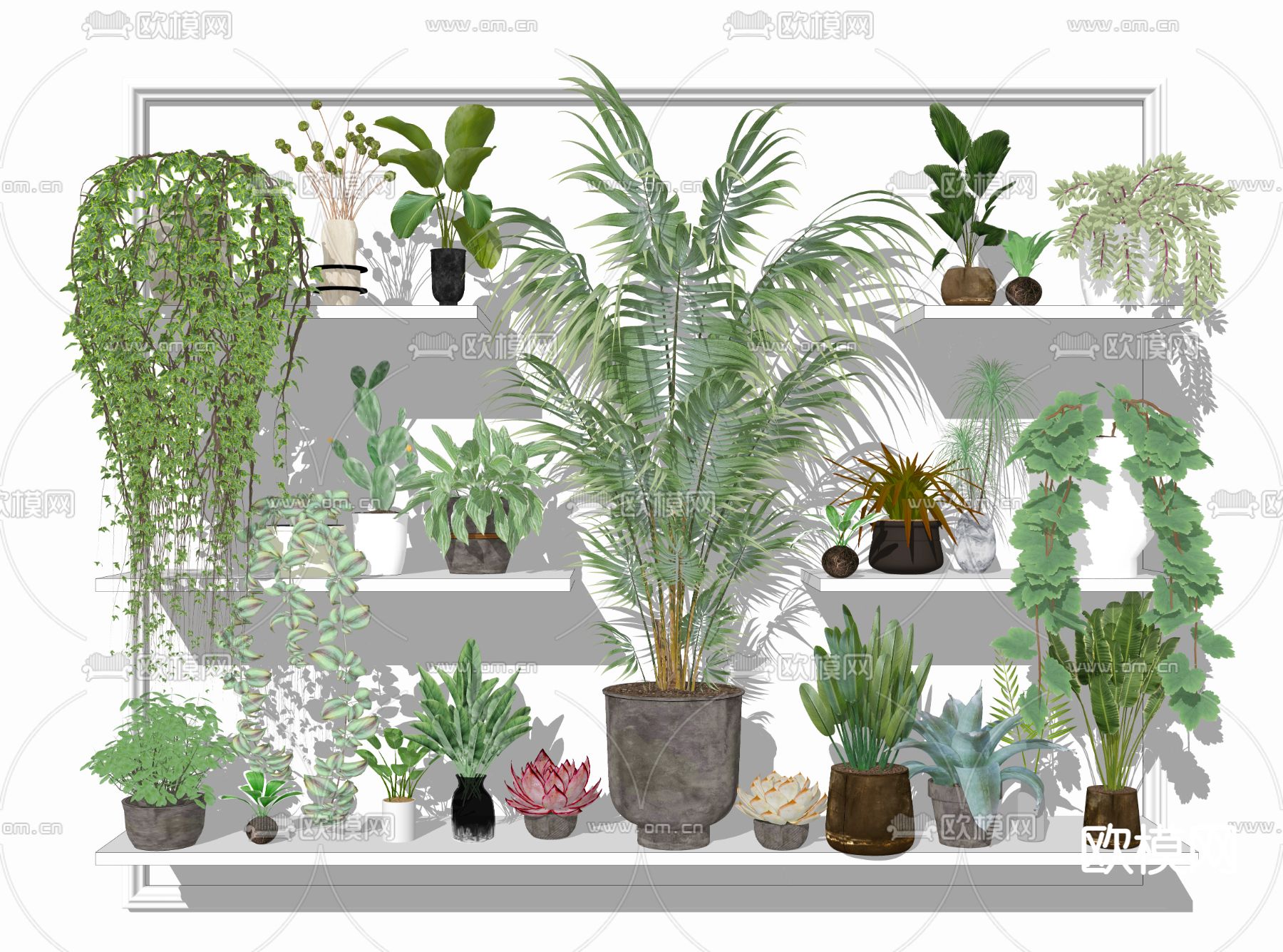 现代多肉盆栽 散尾葵盆栽su模型下载（渲染图2）