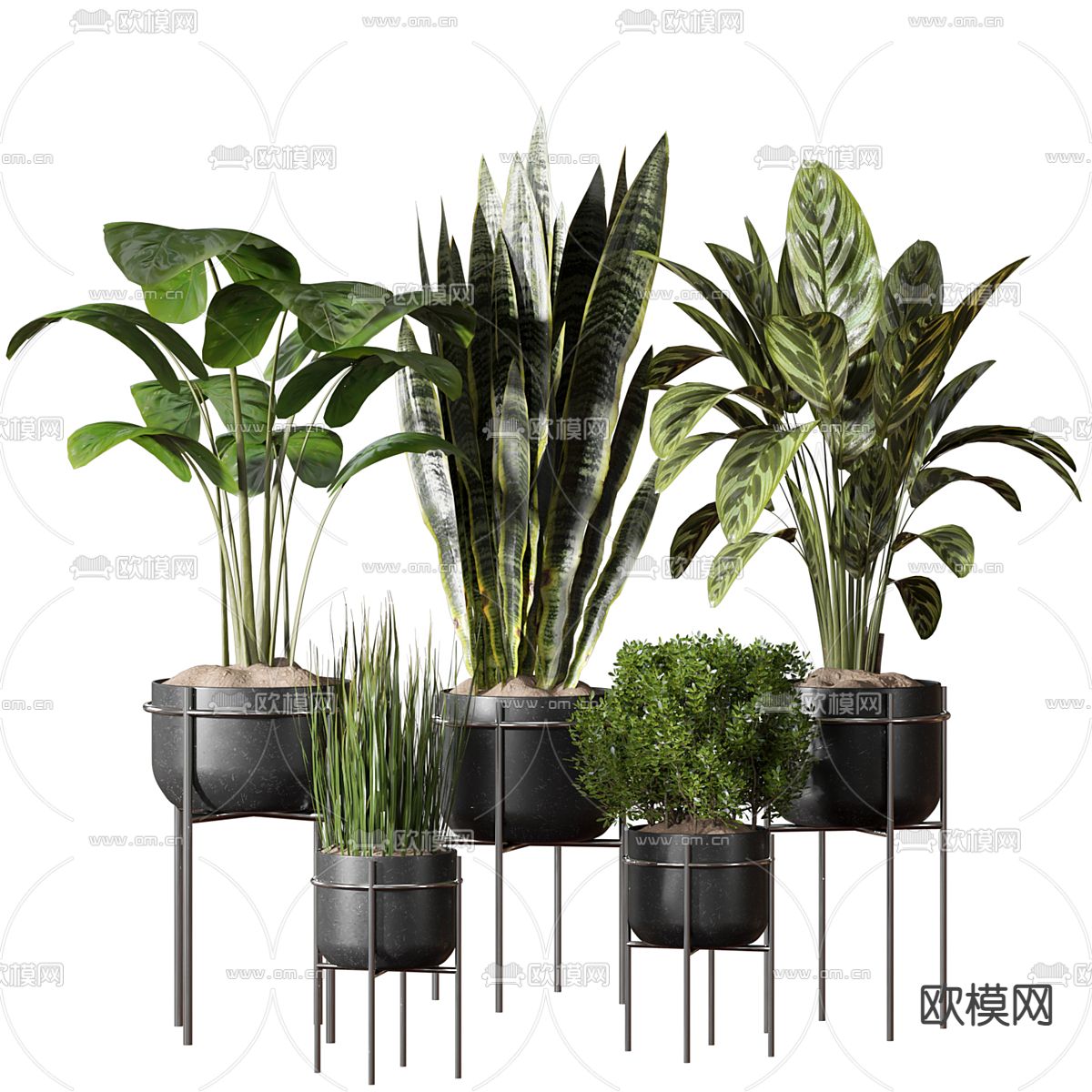 植物盆栽 盆景3d模型下载