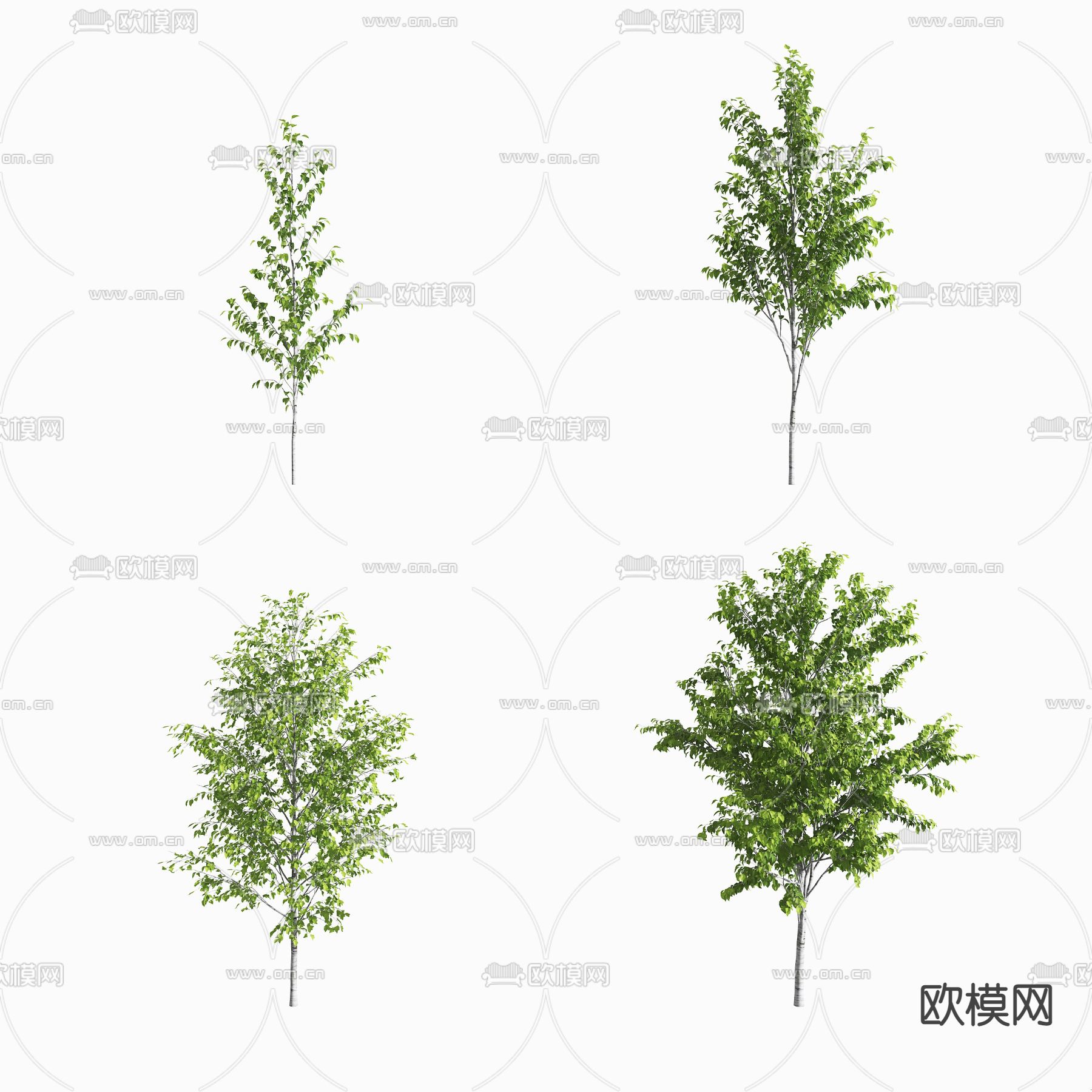 现代白桦树 景观树su模型下载（渲染图1）