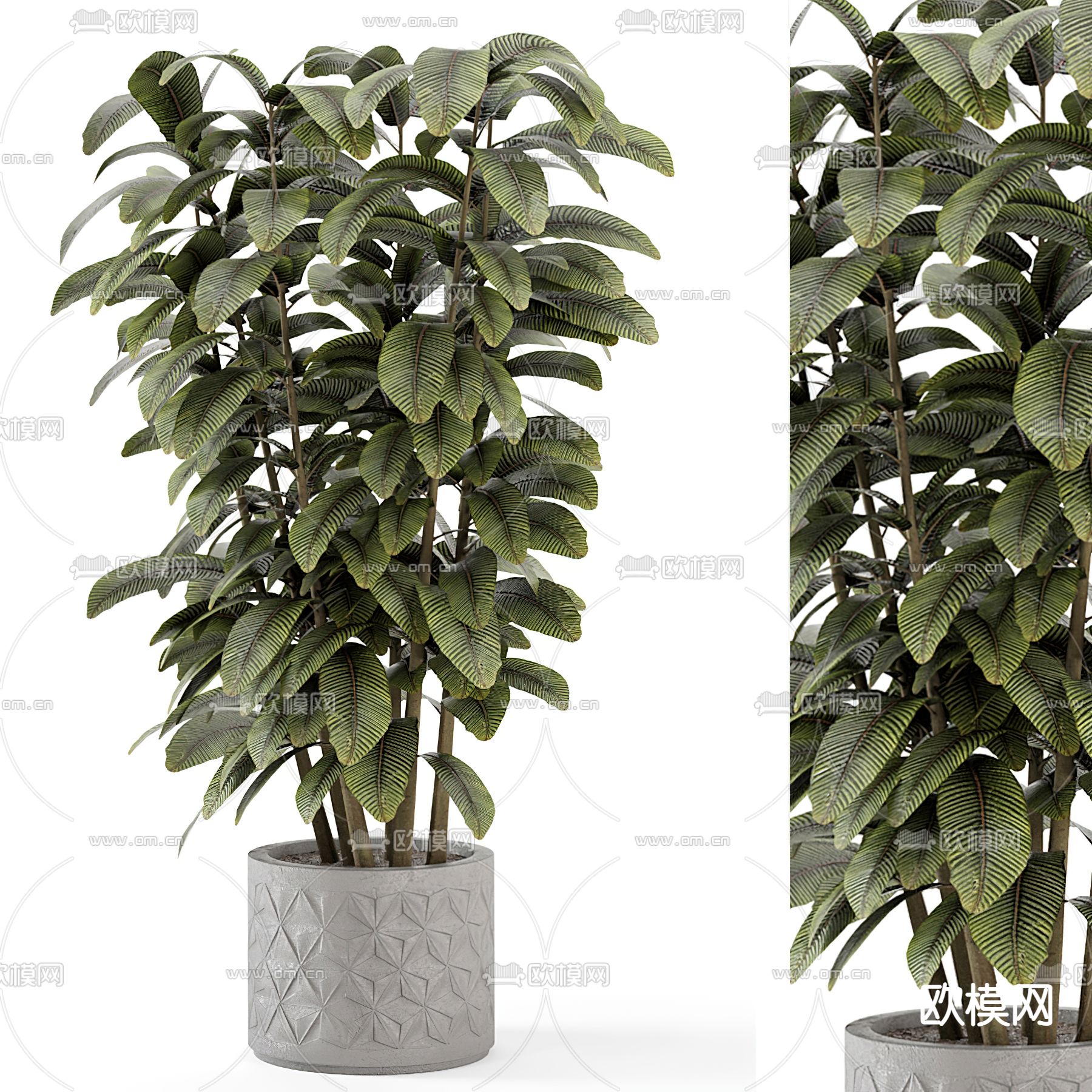 植物盆景 盆栽3d模型下载_ID12237063_3dmax免费模型-欧模网