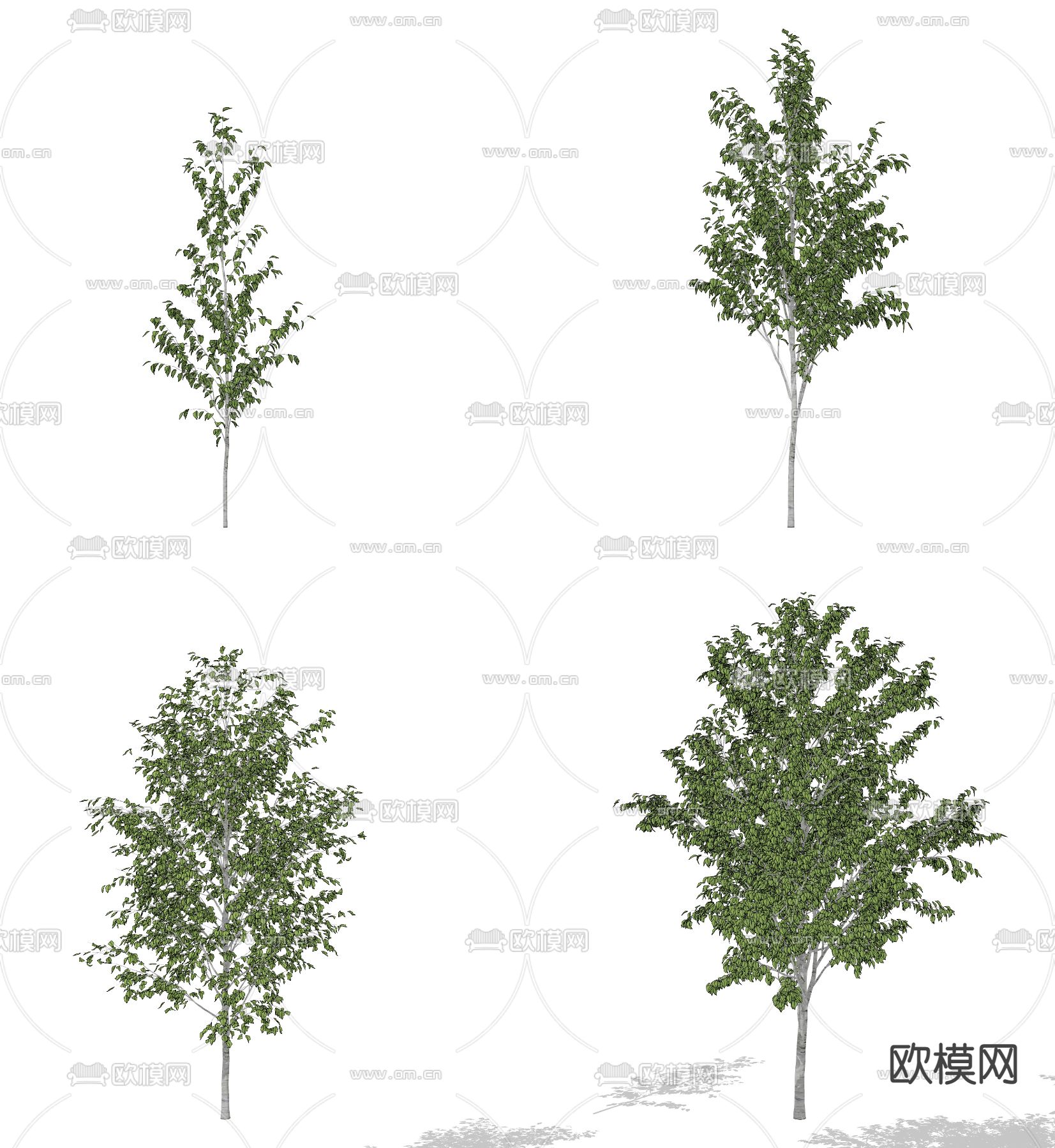 现代白桦树 景观树su模型下载（渲染图2）