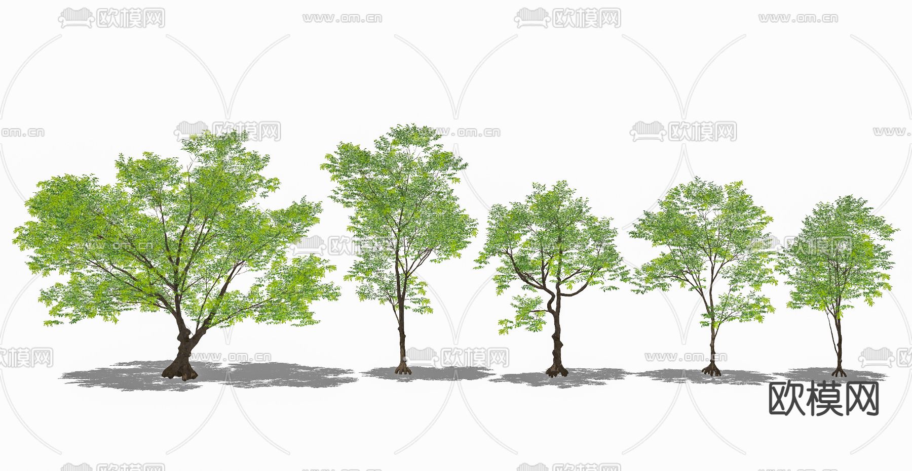 现代白蜡木 乔木树su模型下载（渲染图2）