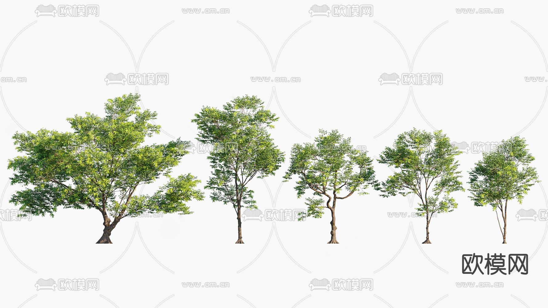 现代白蜡木 乔木树su模型下载（渲染图1）