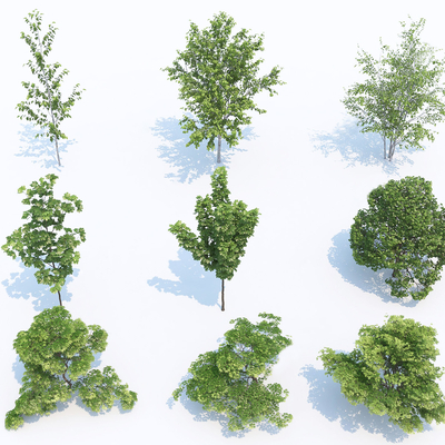  现代鸡爪槭 枫树su模型 