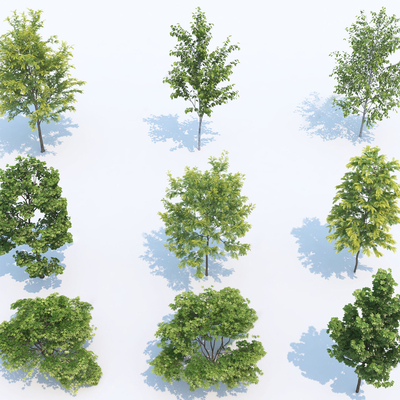  现代鸡爪槭 枫树su模型 