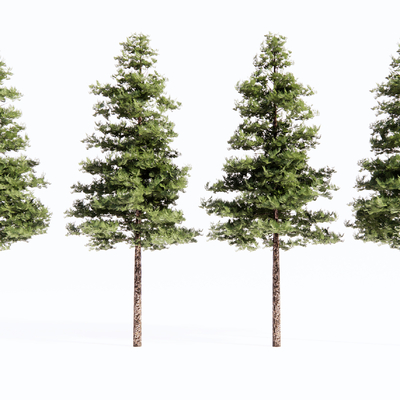  松树 杉树 树木su模型 