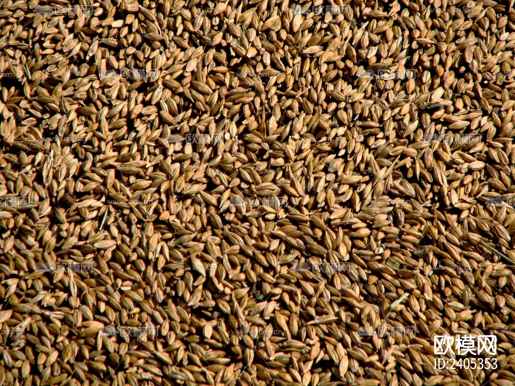 粮食种子贴图下载