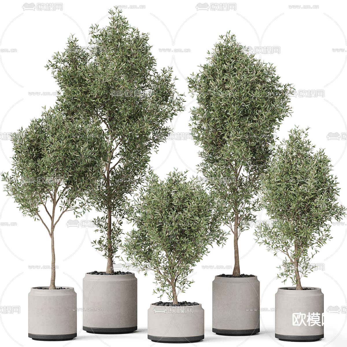 绿植盆栽 盆景3d模型
