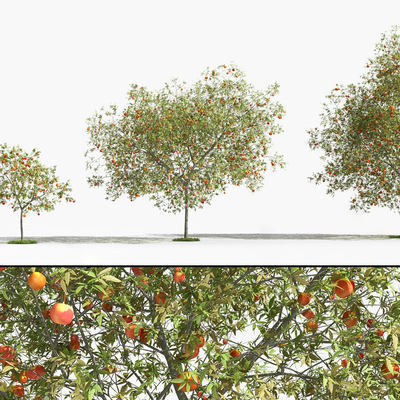  苹果树 果树su模型 