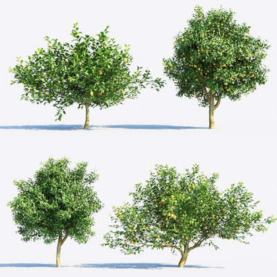  柠檬果树su模型 