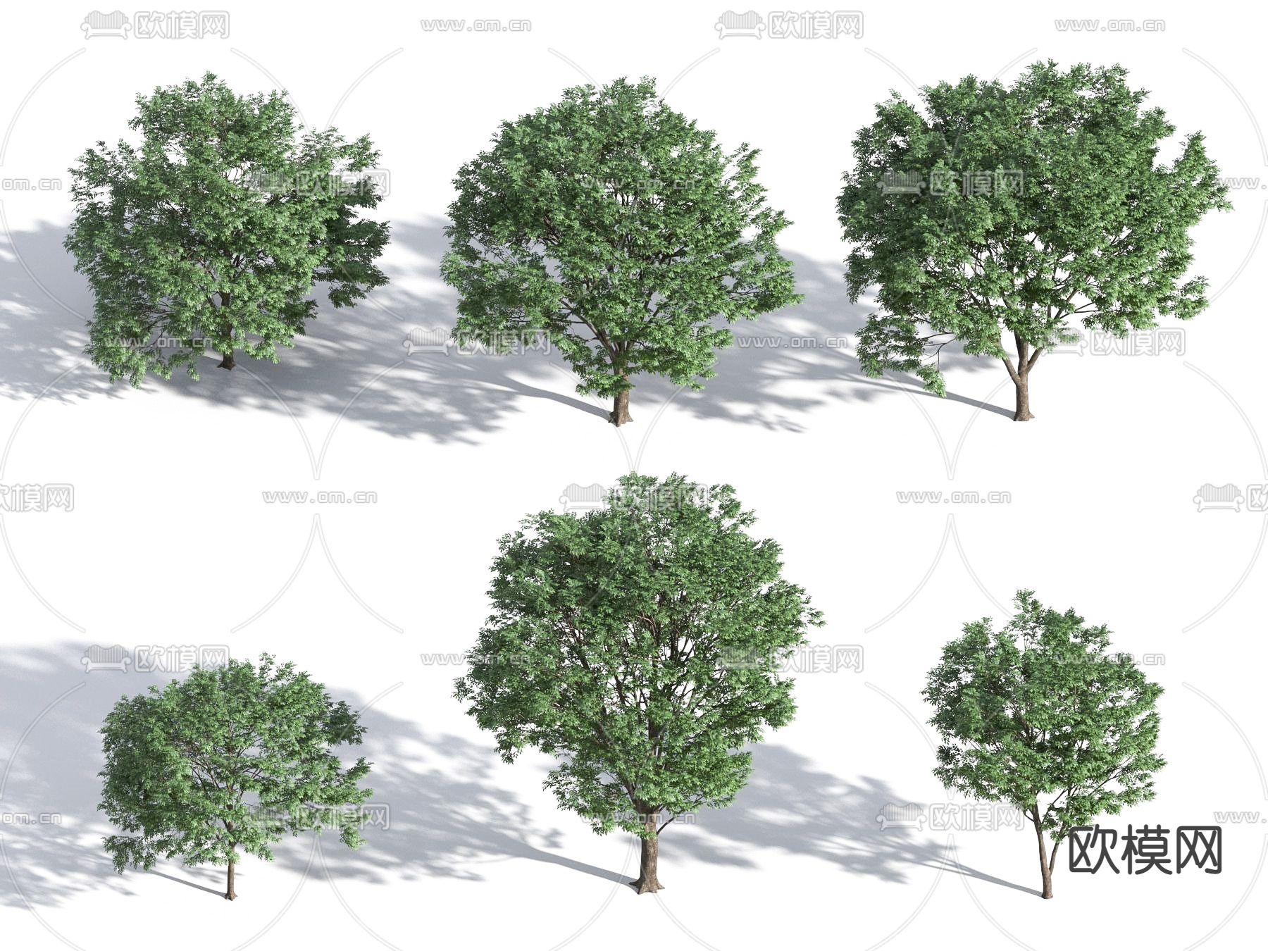 榉树 景观树su模型下载（渲染图1）