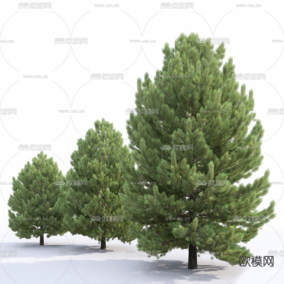 大树 景观树 树木3d模型下载（渲染图2）