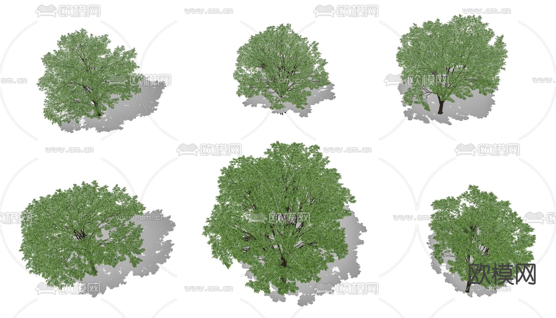 榉树 景观树su模型下载（渲染图2）