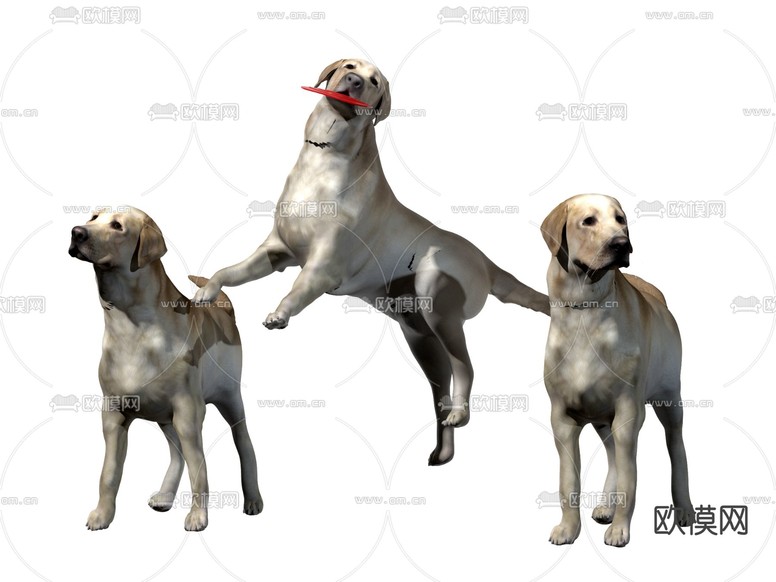 现代宠物狗 拉布拉多犬su模型下载