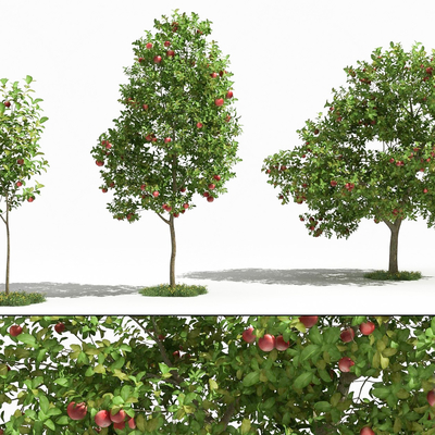  苹果树 果树su模型 