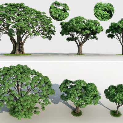  榕树 虎克榕 景观树su模型 